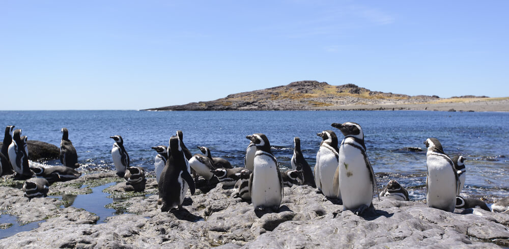 Pngüinos de Magallanes en península Valdés