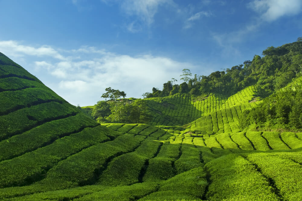 Plantación de té en las Cameron Highlands