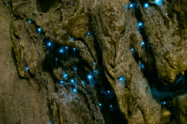 Las cuevas de Waitomo y sus gusanos luminosos