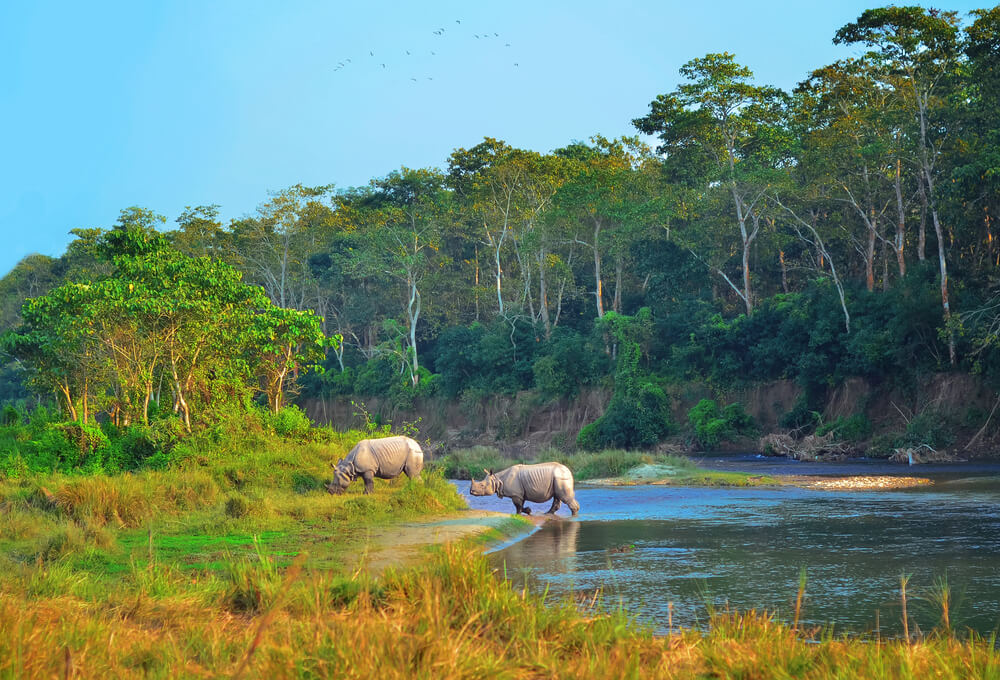 Rinocerontes en el Parque Nacional de Chitwan