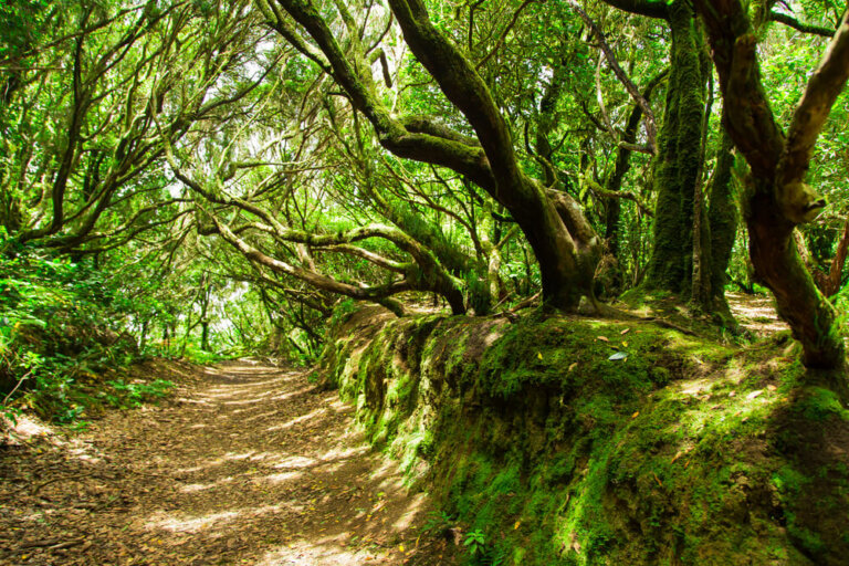 Descubre los bosques de laurisilva de Tenerife