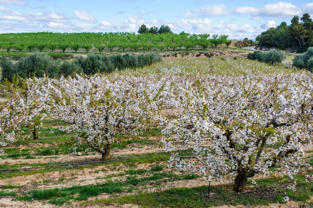 Cerezos en Miravet