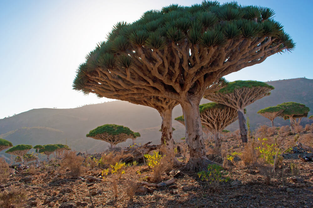 Árbol de sangre de dragón