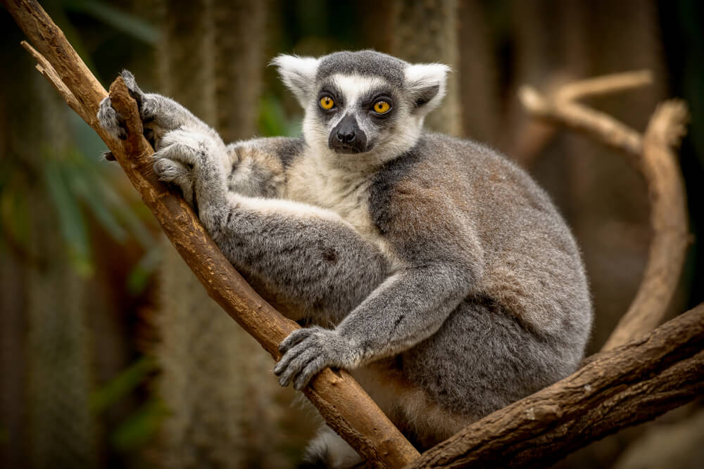 Lémur en la Reserva de Anja, en Madagascar.