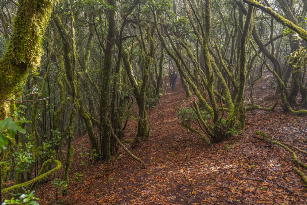 Monte del Agua, uno de los bosques de laurisilva de Tenerife