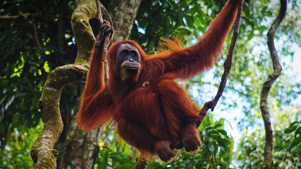 Orangután en Bukit Lawang