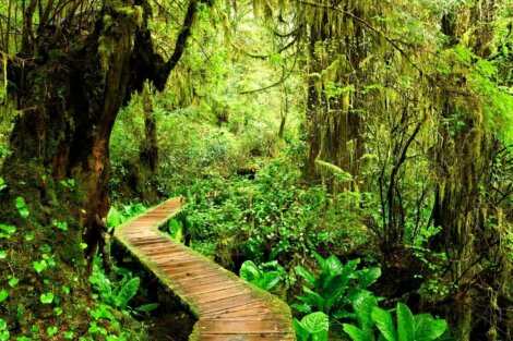Vista del Parque Nacional Pacific Rim
