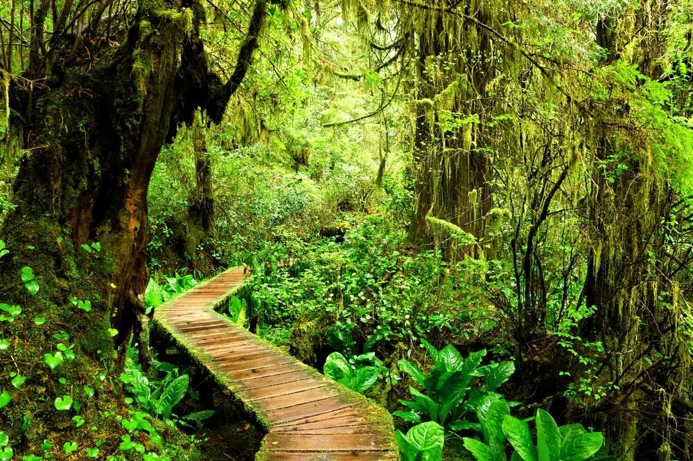 Vista del Parque Nacional Pacific Rim