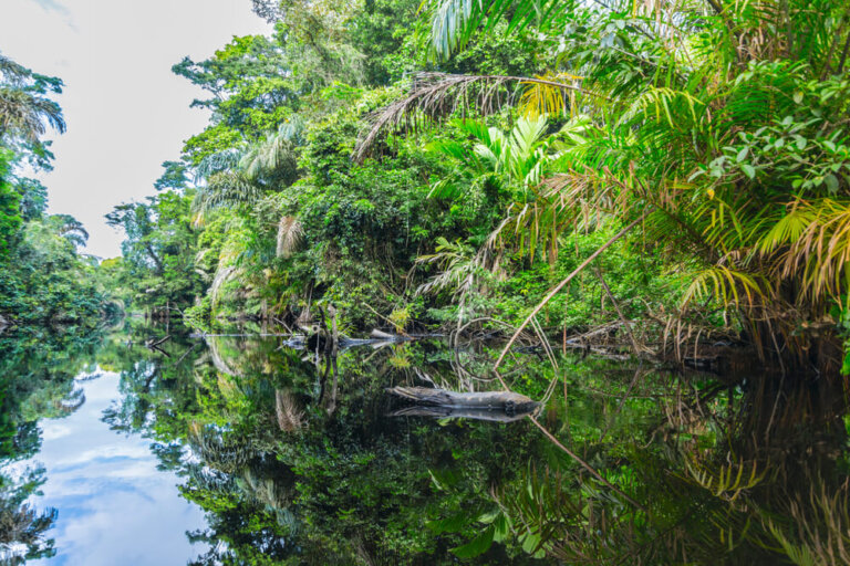 Parque Nacional de Tortuguero: una de las joyas de Costa Rica