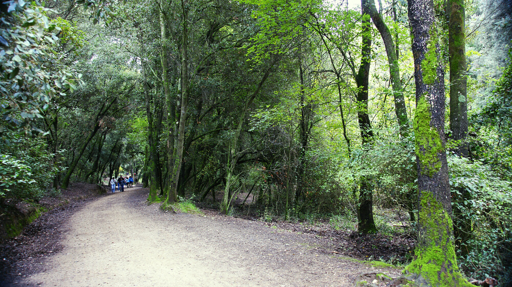 Camino en el parque