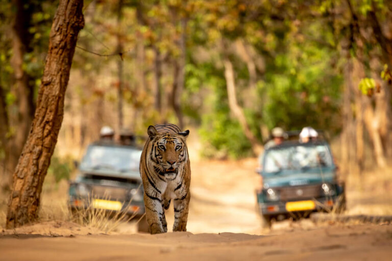Los mejores lugares para ver tigres en la India