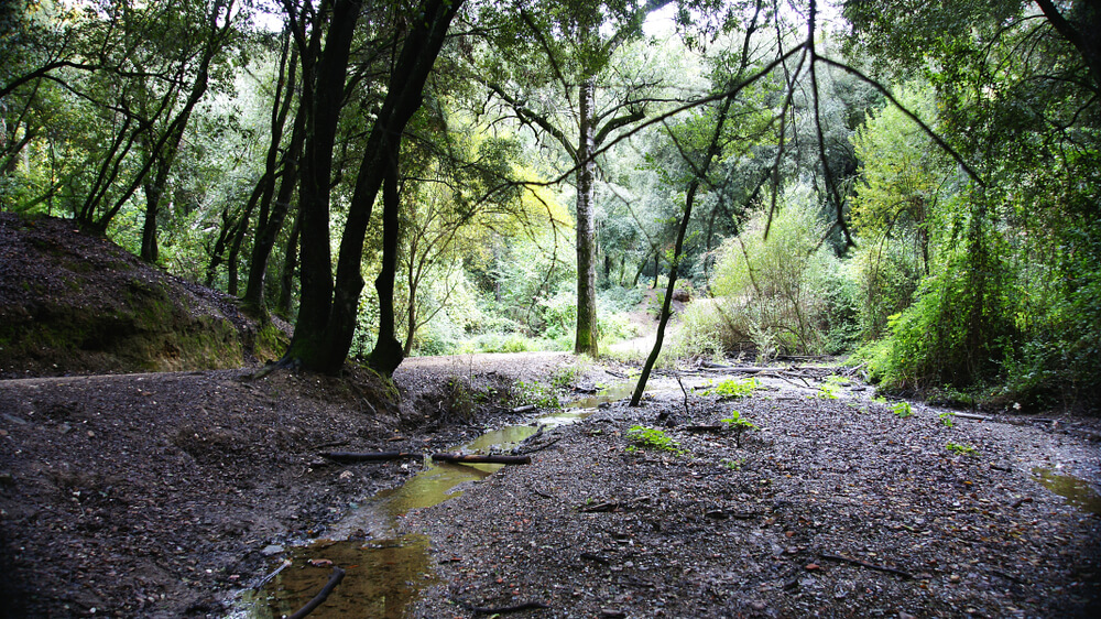Sendero dentro del parque