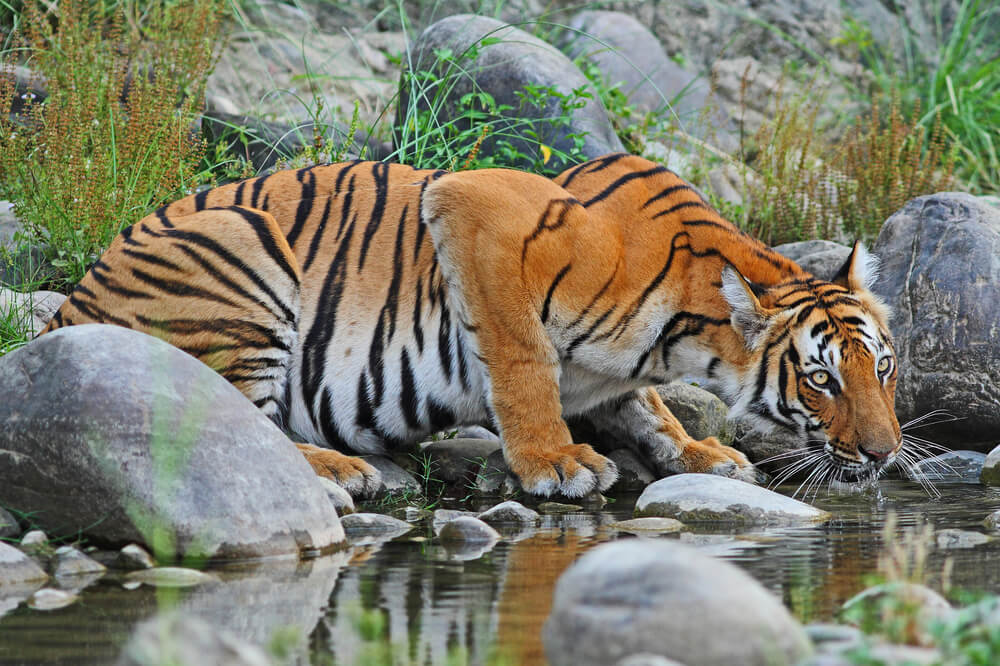 Tigre bebiendo agua