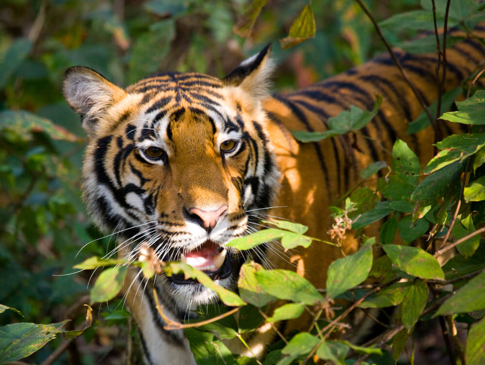 Tigre en el Parque Nacional Bandhavgarh