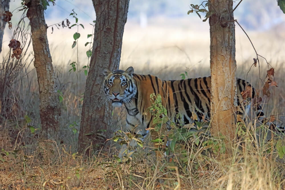 Tigre en el parque nacional Kanha