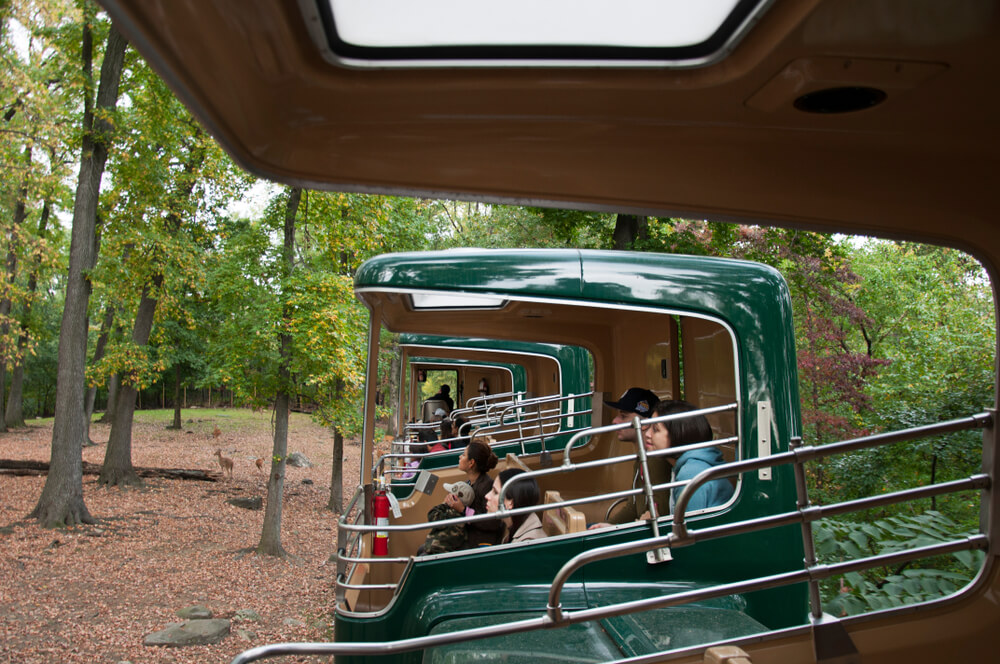 Tren en el Zoológico del Bronx