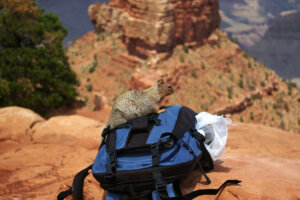 Alimentar a los animales salvajes puede provocar que ataquen a los humanos.