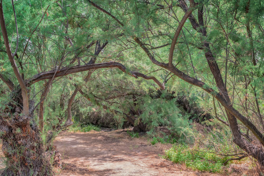 Bosque en Las Tablas