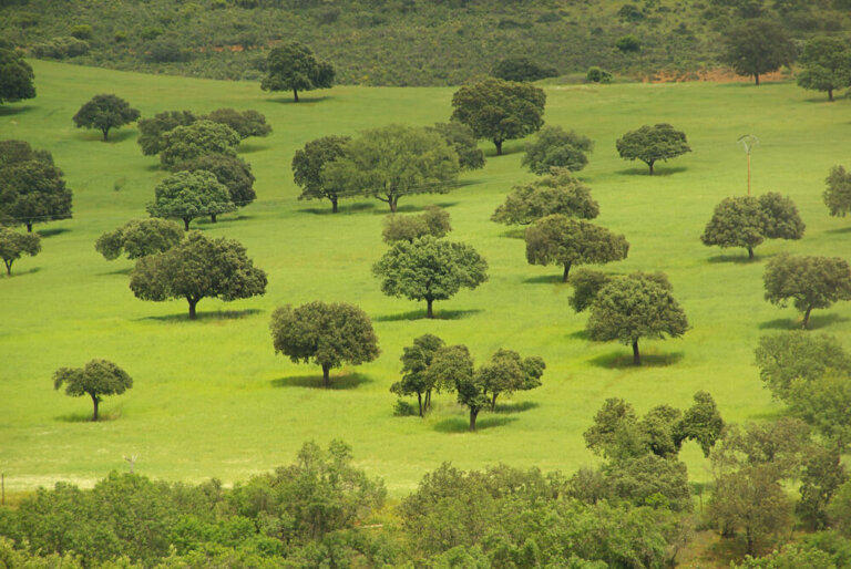 La Dehesa un ecosistema único de la península ibérica Mi Viaje