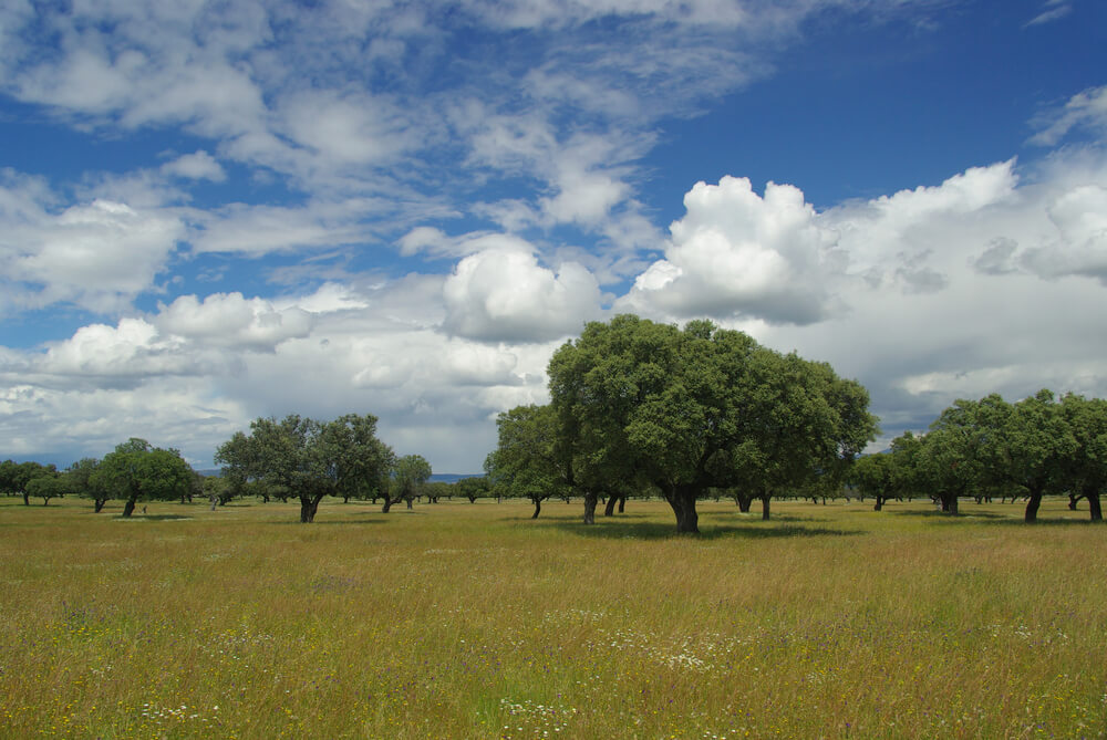 Paisaje de dehesa