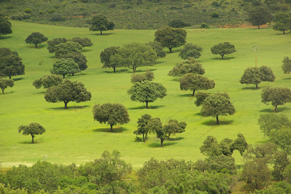 Dehesa en primavera
