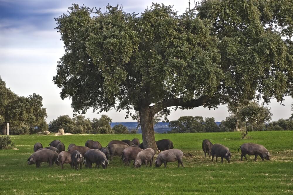 Cerdos en un encinar
