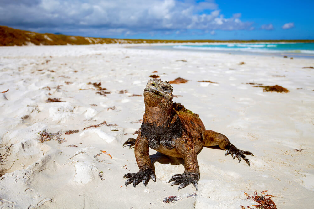 Iguana en las islas Galápagos