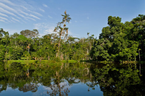 Paisaje del Parque Nacional Yasuní