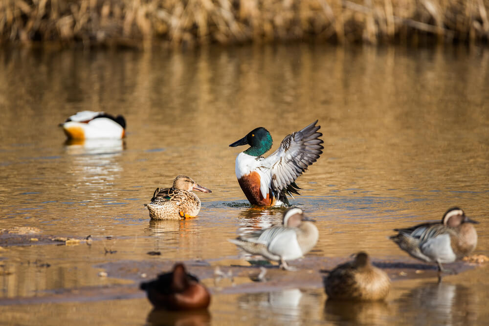 Patos en el agua