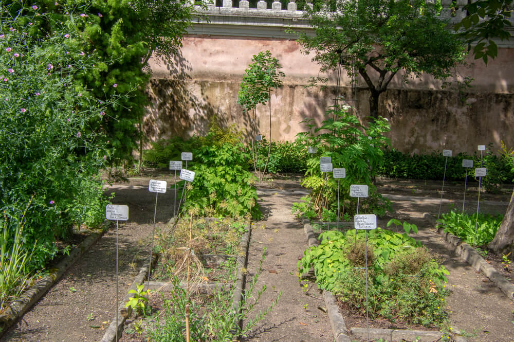 Plantas medicinales del Jardín Botánica de Padua.