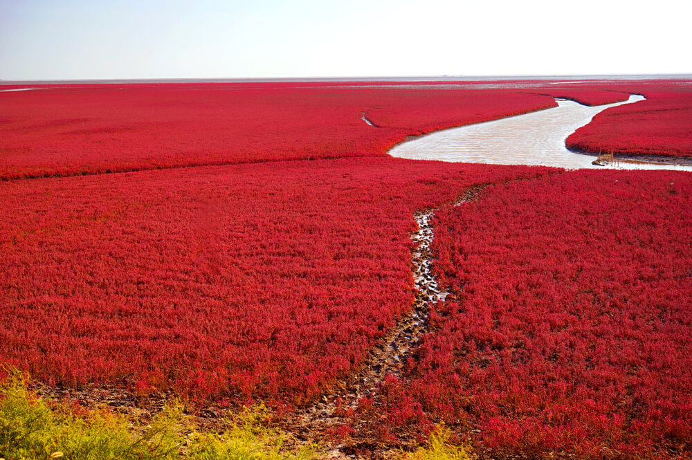Floración en la playa roja