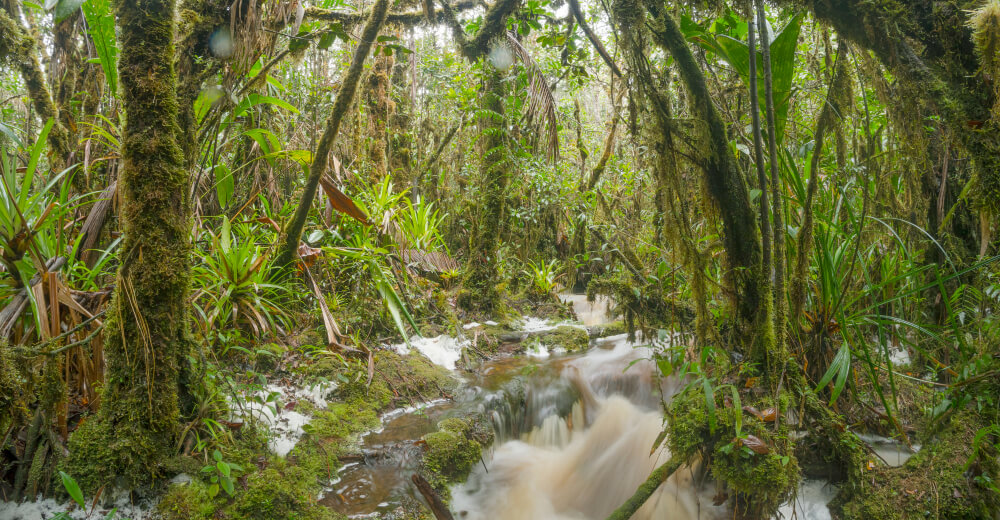 Selva en Zamora Chinchipe, en la Amazonía en Ecuador