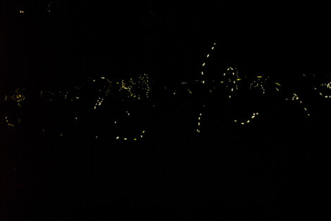 Las luciérnagas de Great Smoky ofrecen un espectáculo único a los visitantes del lugar.
