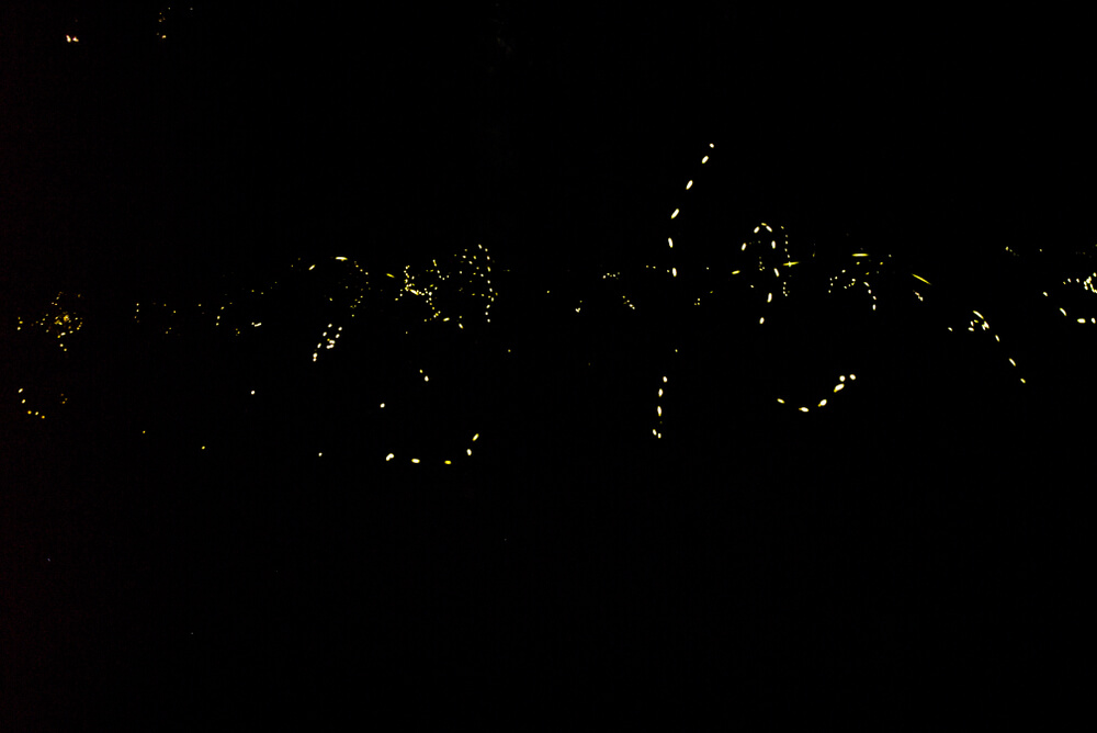 Las luciérnagas de Great Smoky ofrecen un espectáculo único a los visitantes del lugar.