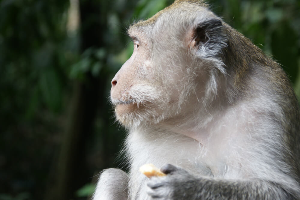 Mono balinés del Santuario Sagrado del Bosque de los Monos en Bali.