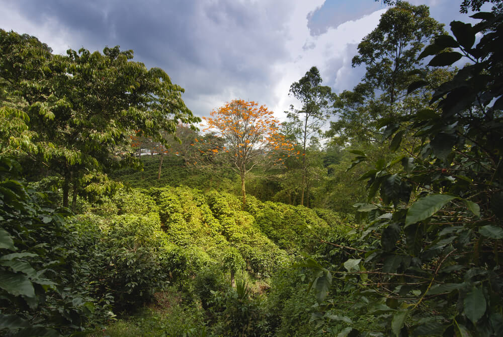 Plantación de café que se puede apreciar en el turismo indígena de Costa Rica.