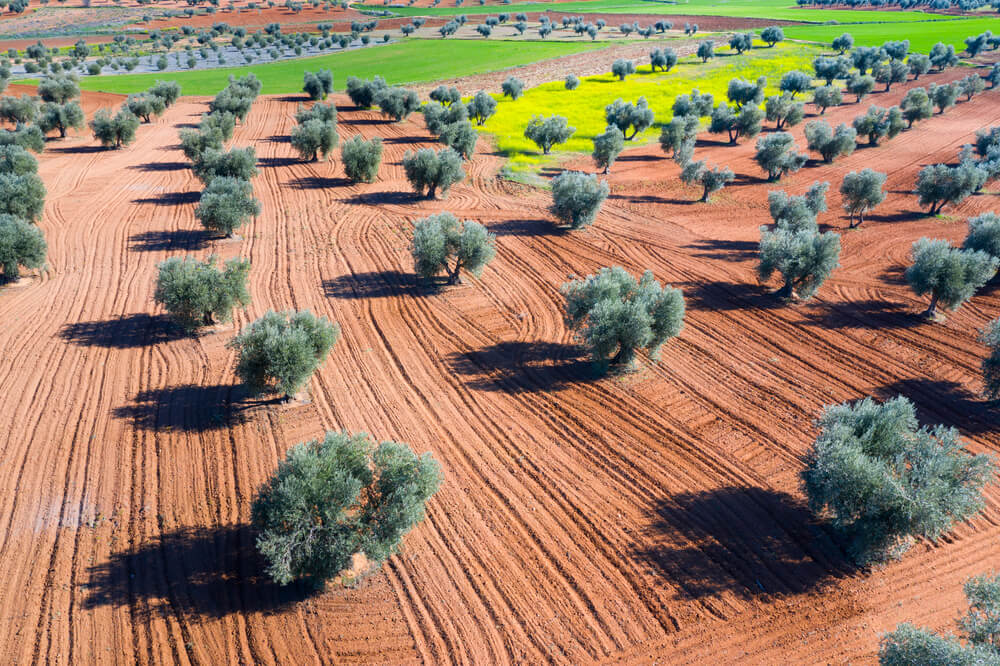 Plantación en el fuerte calor de Toledo, en La Mancha.