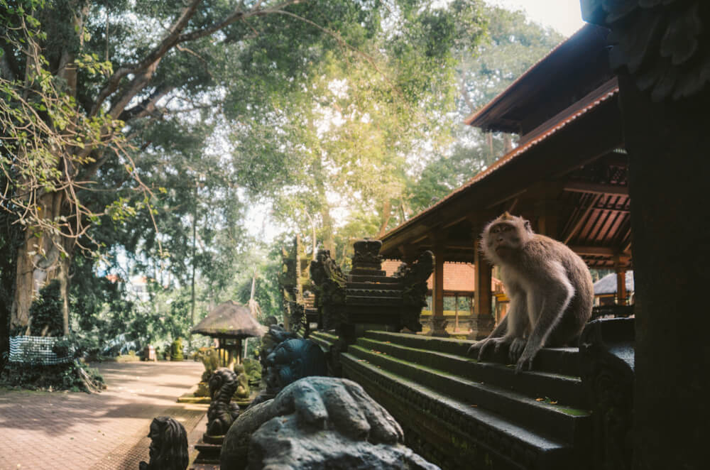 El Santuario de los Monos en Bali.