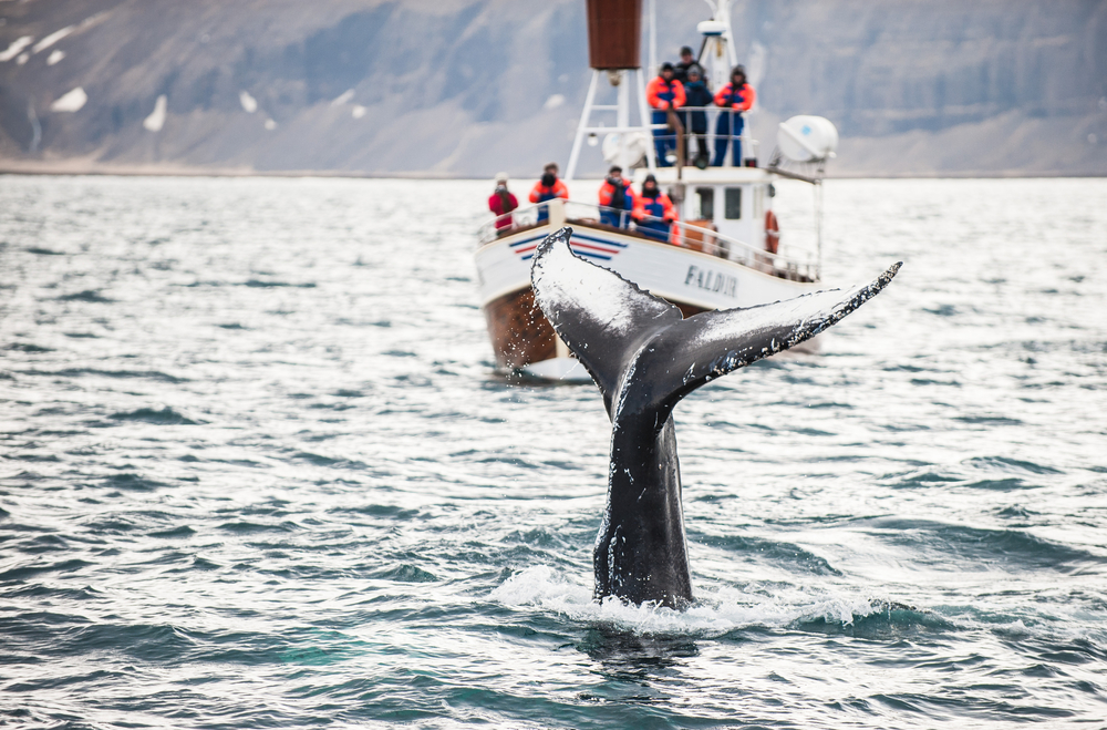 Turistas haciendo avistamiento de ballenas en Islandia.
