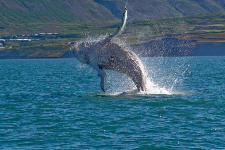Ballenas en Islandia: una increíble visita natural