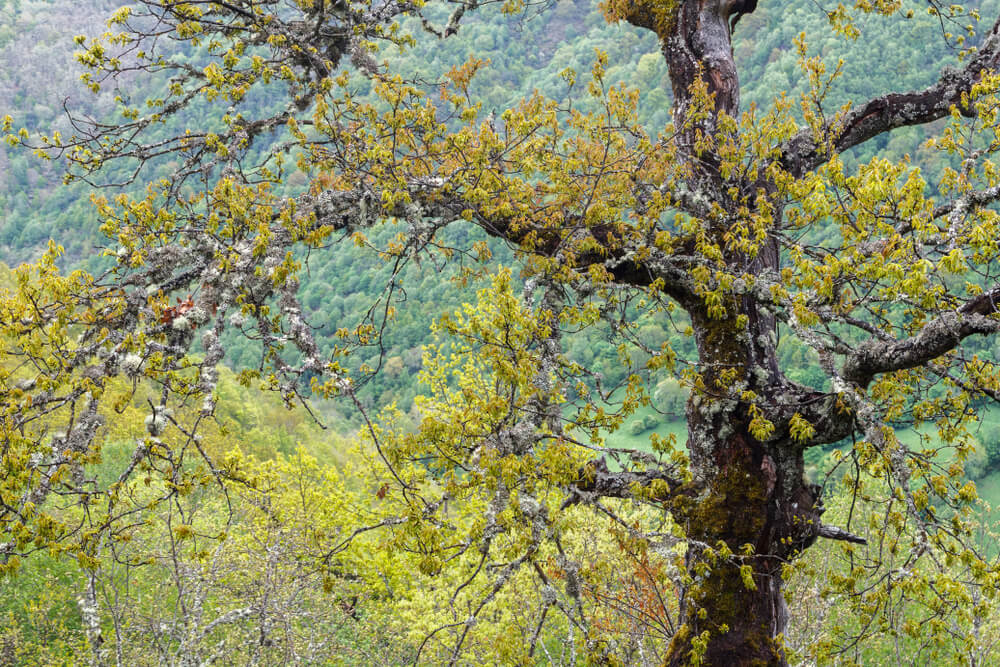 Valle de Laciana, en la provincia de León.