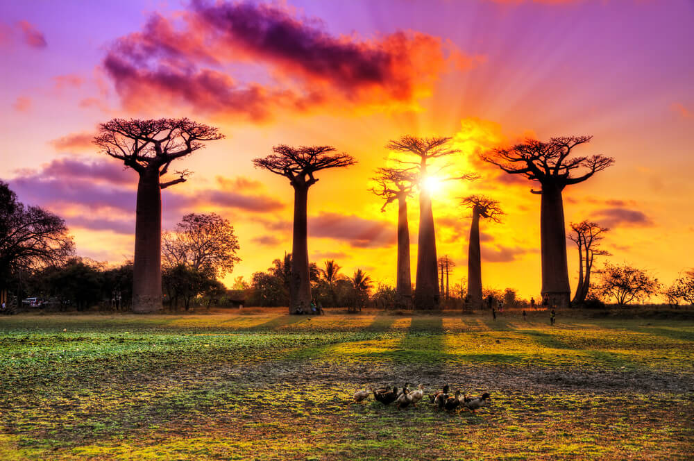 Hermoso paisaje de un atardecer en la Avenida de los Baobabs.