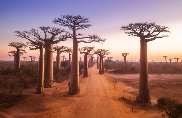 La Avenida de los Baobabs: de los lugares más famosos de Madagascar