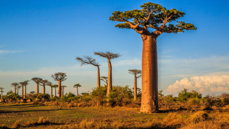 (juego) Imagen de Google Baobab-madagascar-470x265