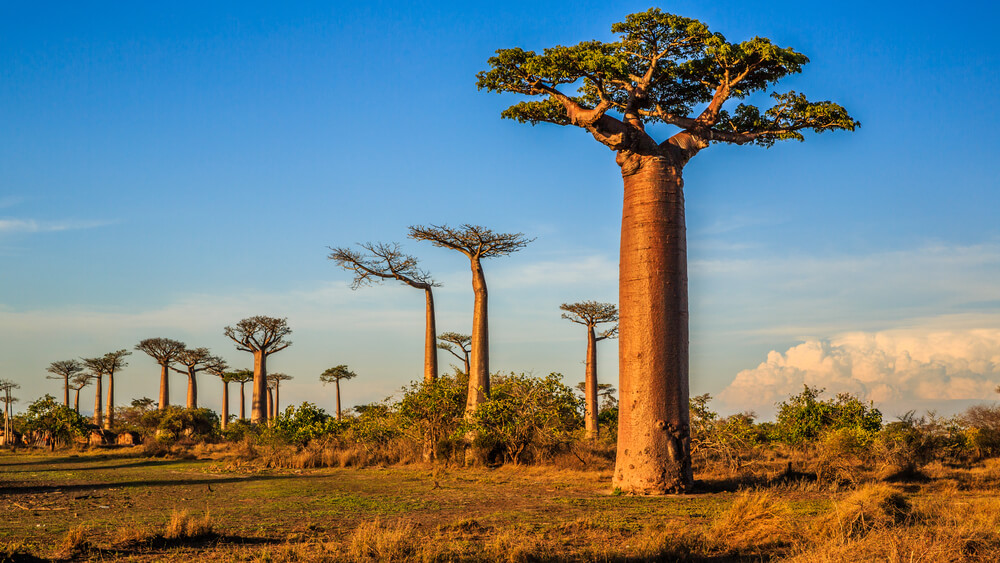 Ejemplar de baobab en Madagascar.