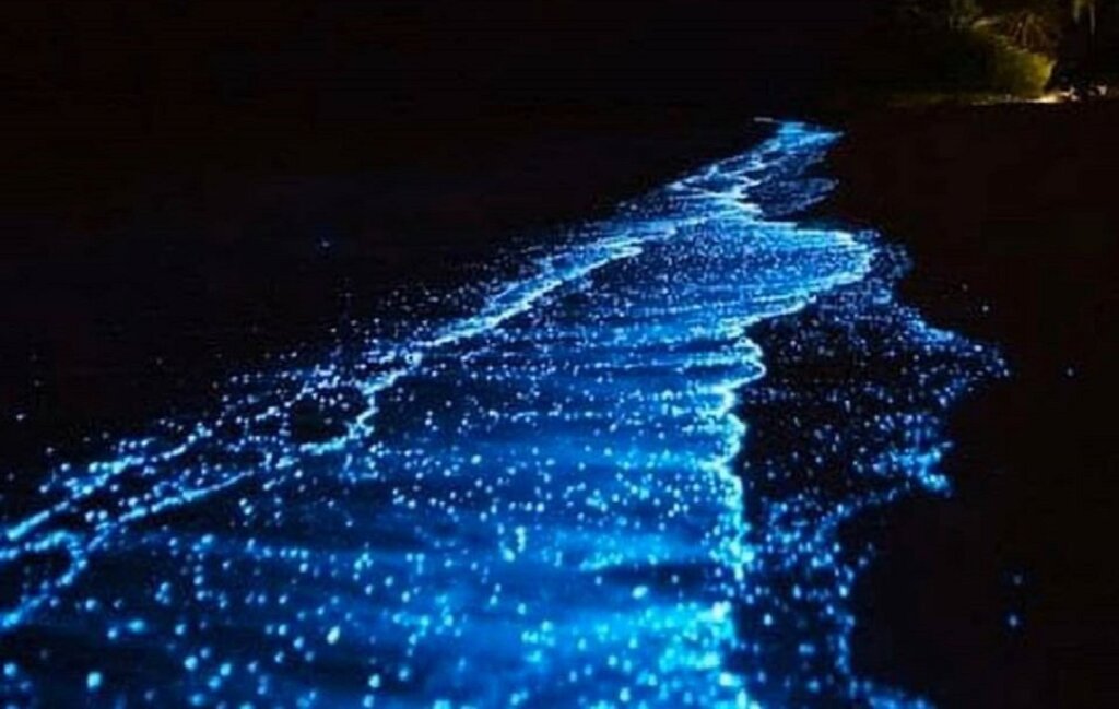 La bioluminiscencia de Holbox, un fenómeno natural de México