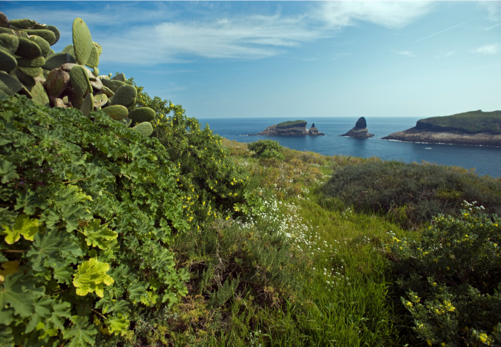 Diversidad de flora marina en las Islas Columbretes.