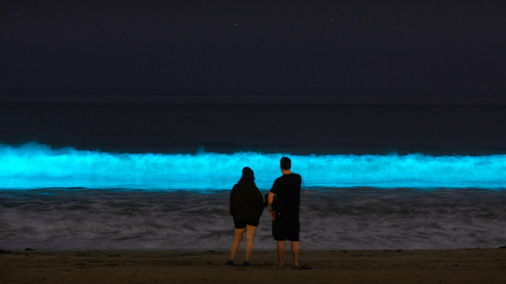 La bioluminiscencia de Holbox, imagen impresionante en México.