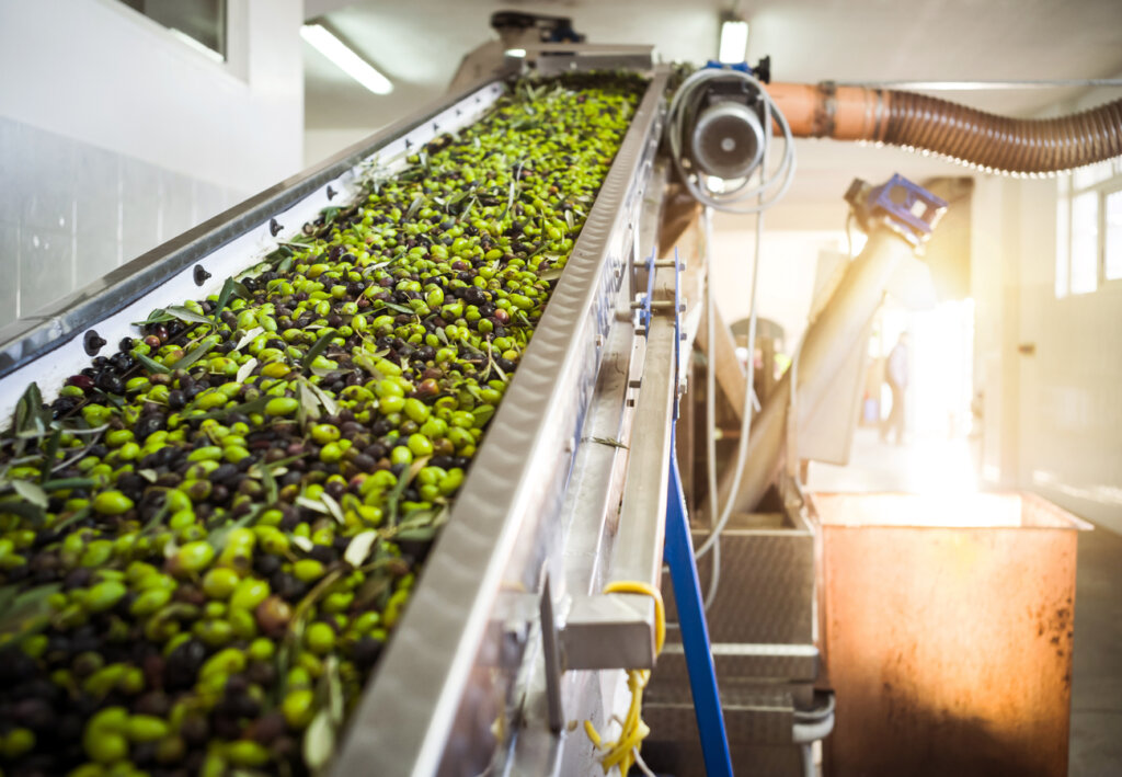 Proceso de fabricación del aceite de oliva.