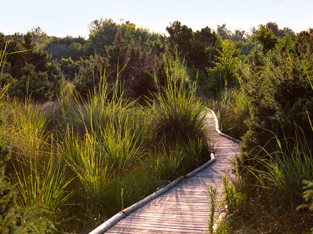 Sendero a través de un humedal en el parque natural Migliarino.